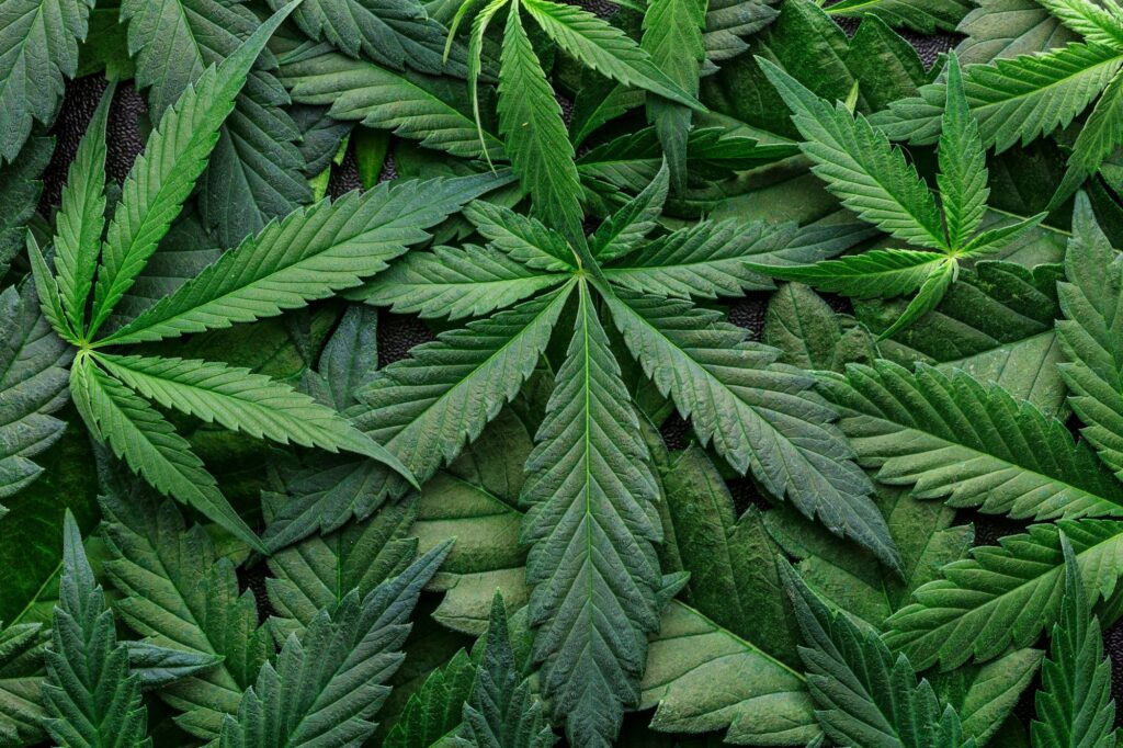 Germany cabinet approves plan to legalize marijuana