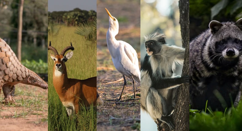 Meet the five longest-serving Buganda clans of the longest-serving Kabaka