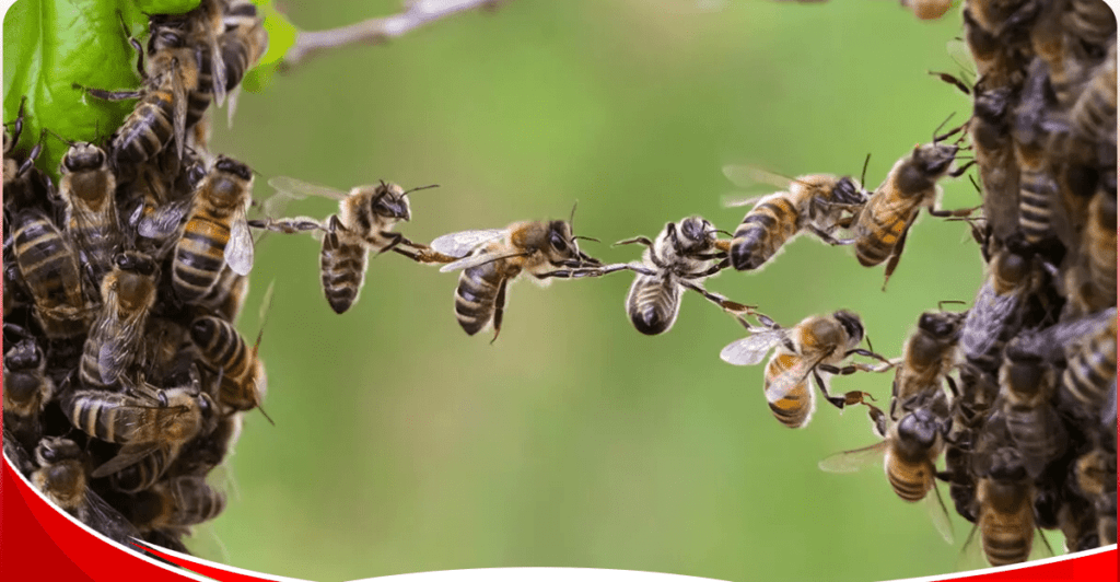 Kirinyaga: Church elder discharged from hospital after being stung by bees at a funeral