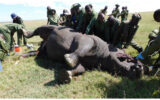 KWS saves injured white rhino after dangerous clash with its rival