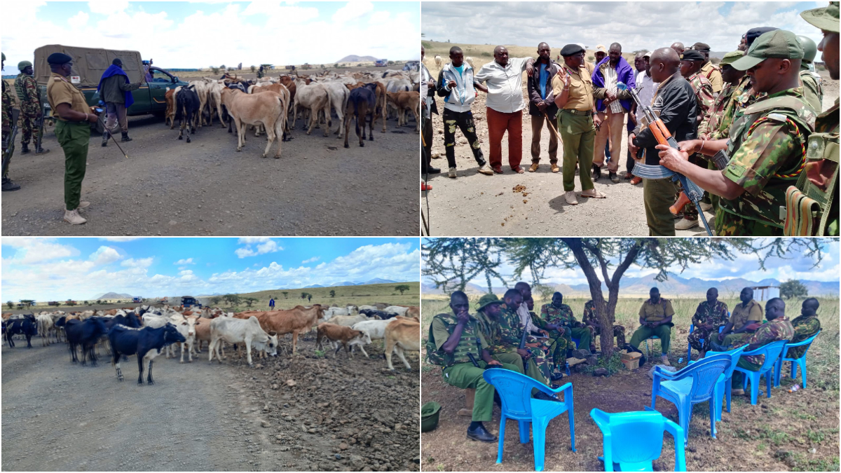 Police recover 209 cows, 8 donkeys stolen by armed bandits in Meru