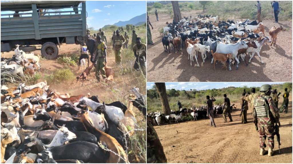 Photos: Police recover 196 goats stolen by armed bandits in Baringo