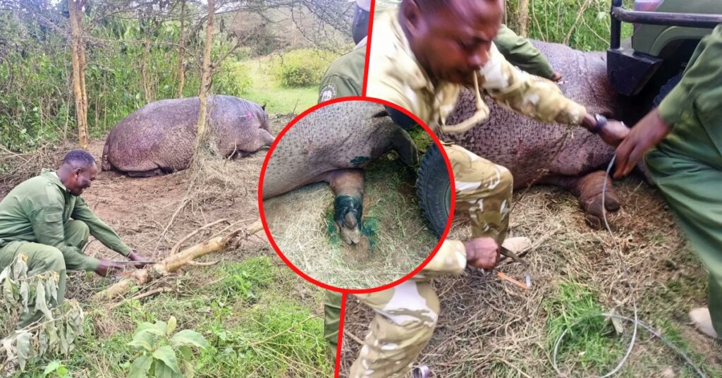KWS rangers rescue hippo trapped by poachers in Nakuru