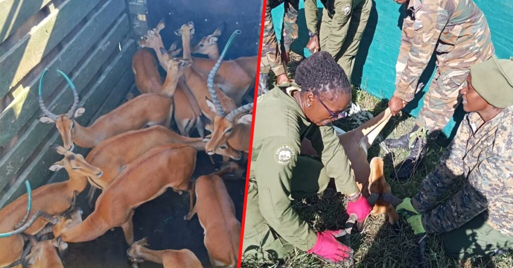 KWS expertly translocate 74 impalas from Naivasha to Laikipia