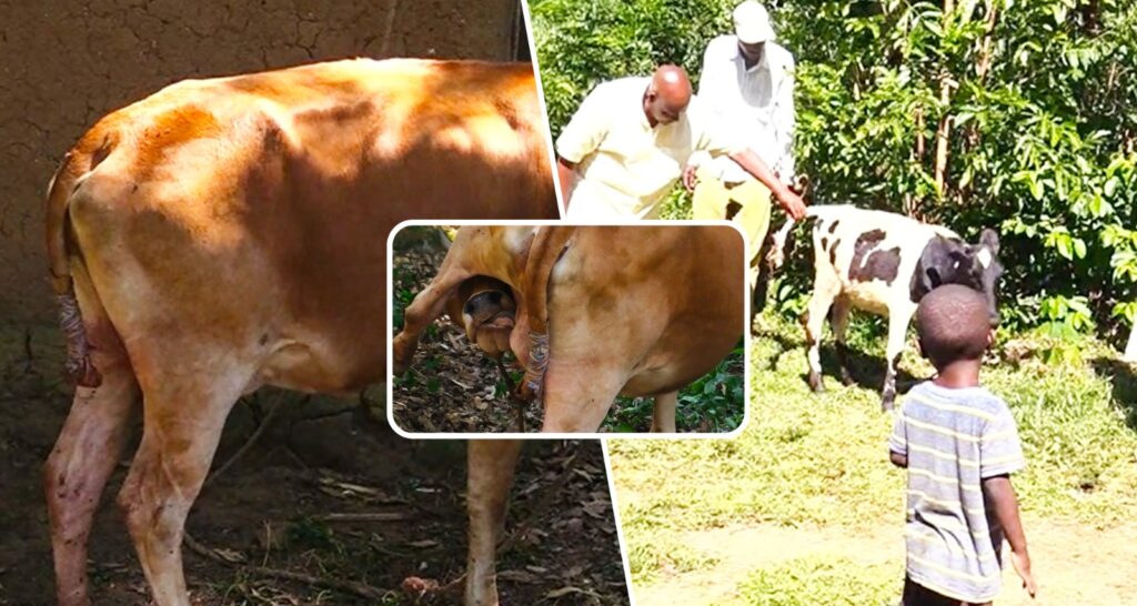 Ematiha! Boy, 23, on the nerve of a village: chopping off cows tails, stealing neighbours pigs