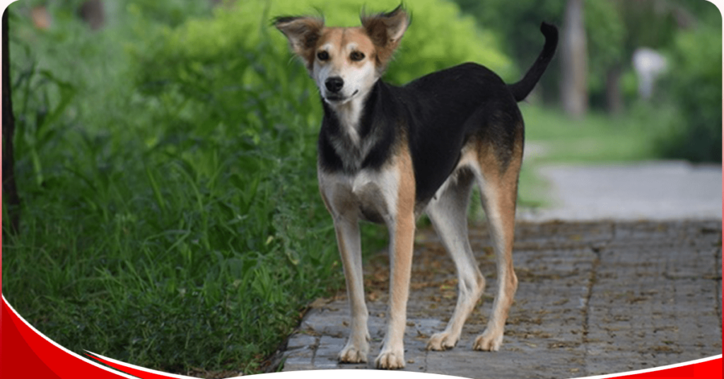 woman catches husband in sexual act with female dog