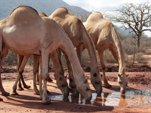 Two ex-police officers sentenced to 10 years in prison for killing camel herder