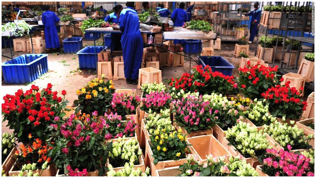 Big win for Kenyan flower exporters as U.K suspends tariffs