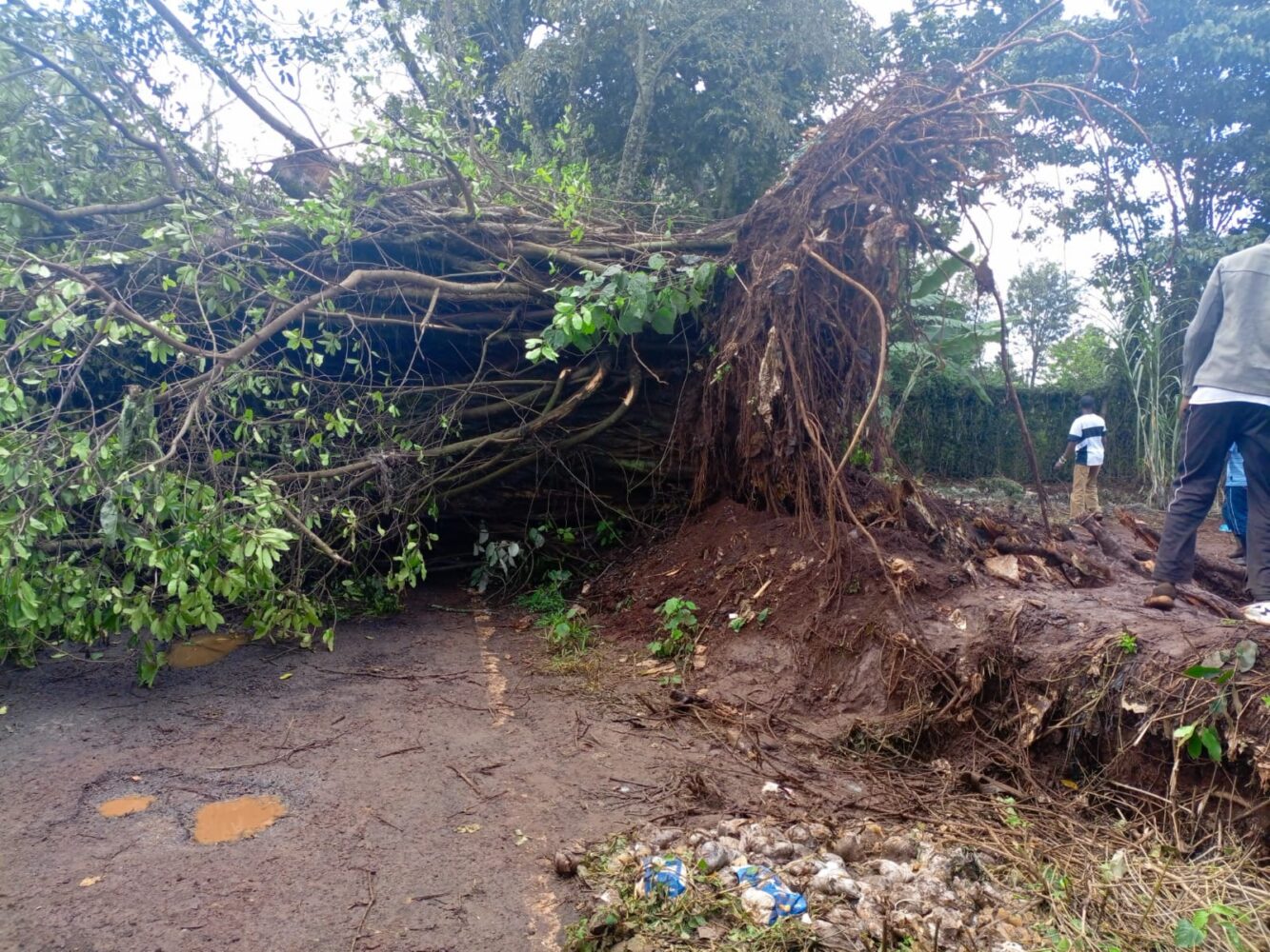 Mugumo tree