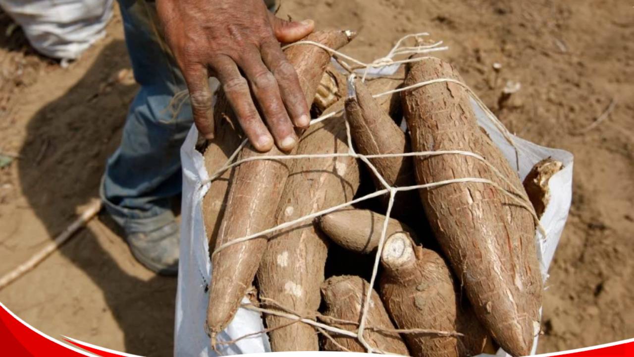 6-year-old boy dies after consuming poisonous cassava in Nyamira