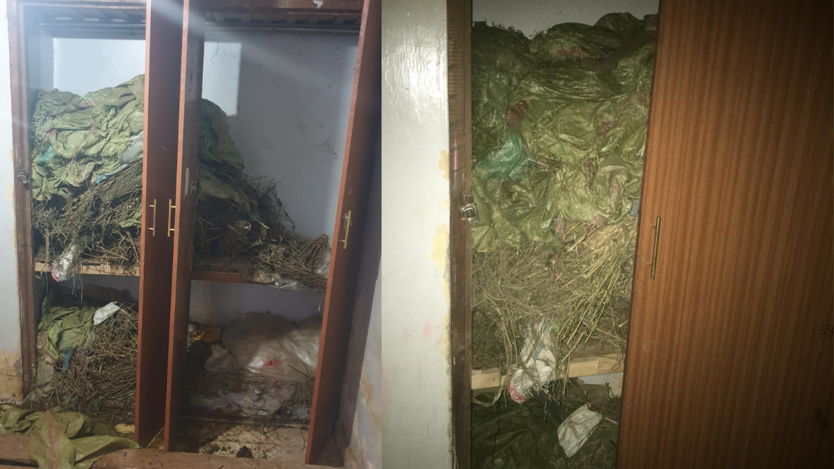 A collage of bhang seized from a residential house in Utawala, Nairobi on April 30, 2024. Photo/DCI