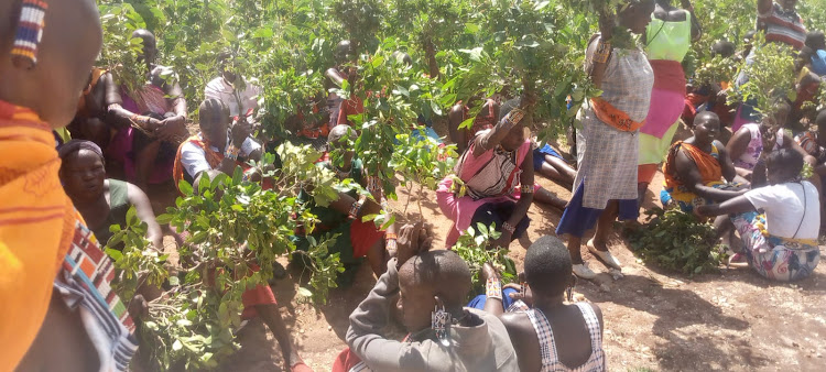 Kajiado: Women invade 10-acre miraa farm and uproot all plants, claim their men are ‘zombies’ because of it