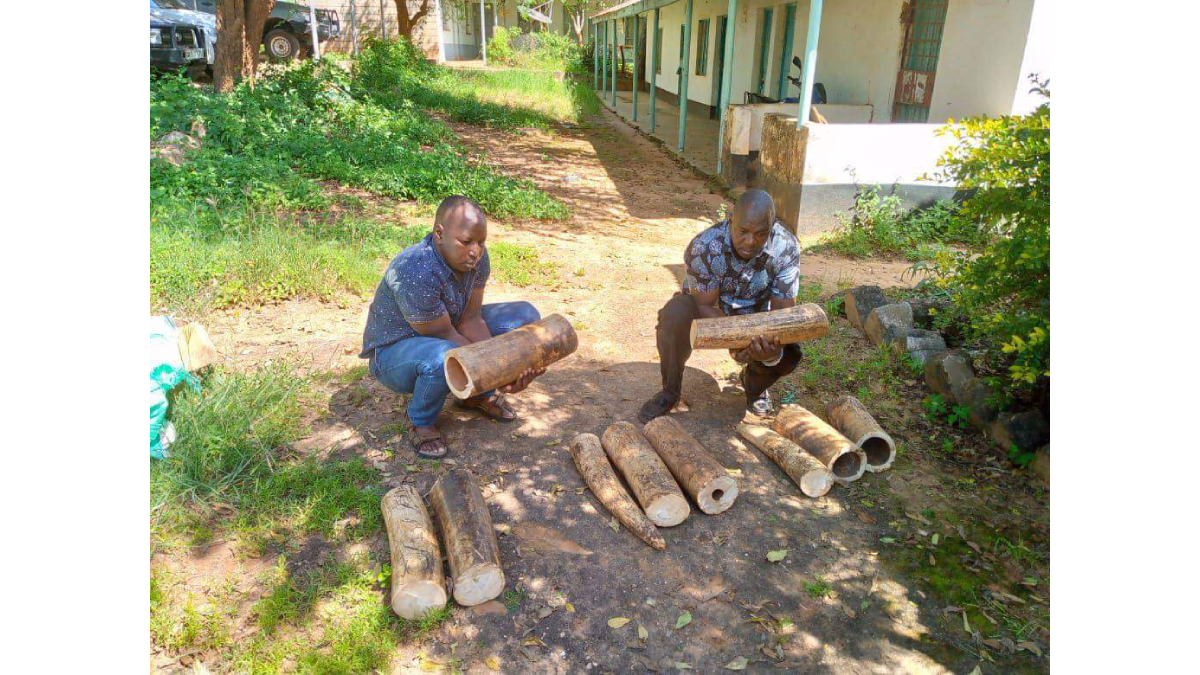 Police officer among those arrested with elephant tusks worth KSh8.9M
