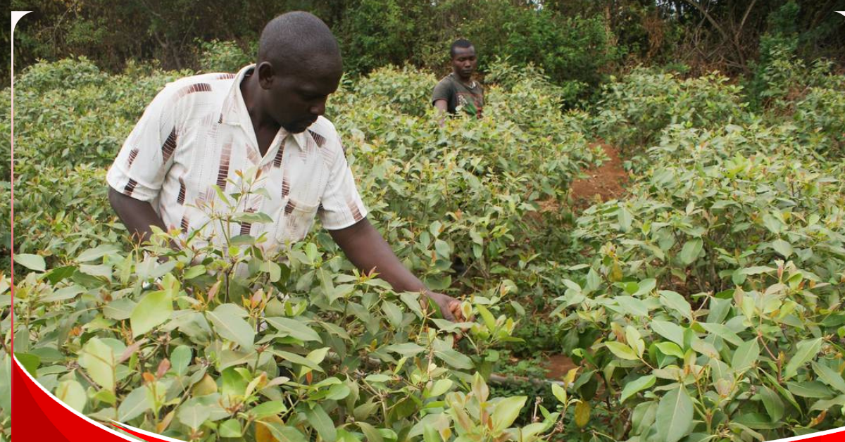 EDITORIAL: Why muguka ban could prove ineffective