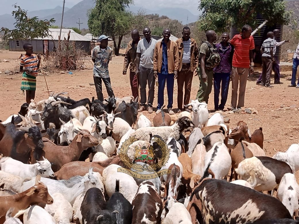 West Pokot: One suspect shot dead, 7 escape as police recover over 35 stolen goats