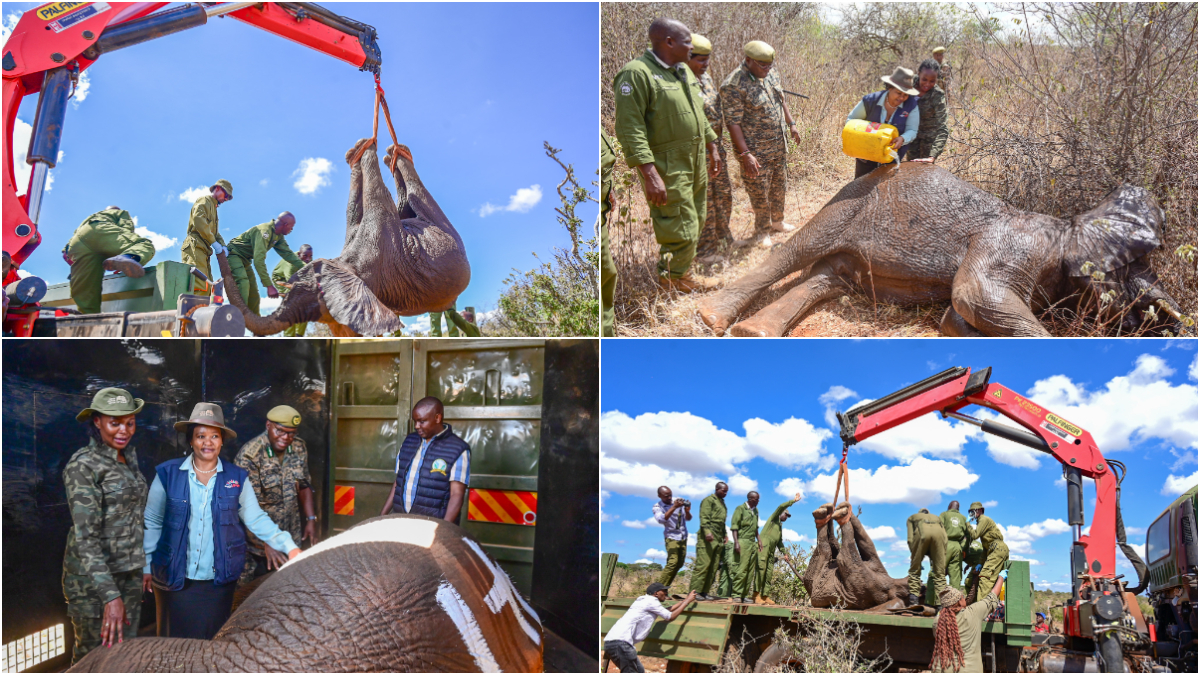 Landmark translocation as KWS oversees capture and release of 5 jumbos today
