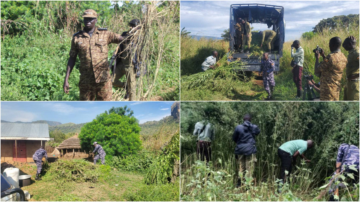 Police destroy over 10 acres of Marijuana