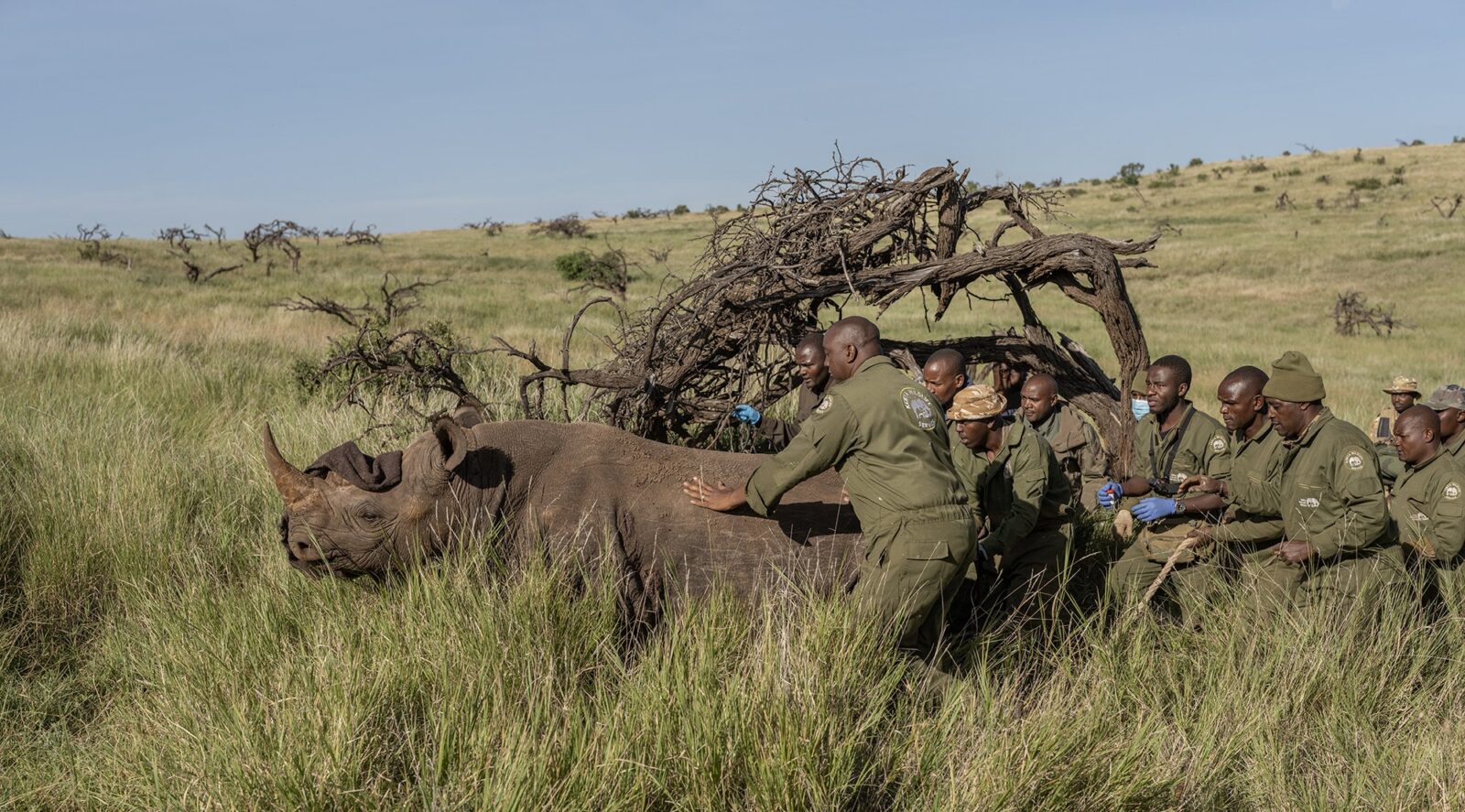 Joy as first Black rhino calf born at Loisaba Conservancy since translocation