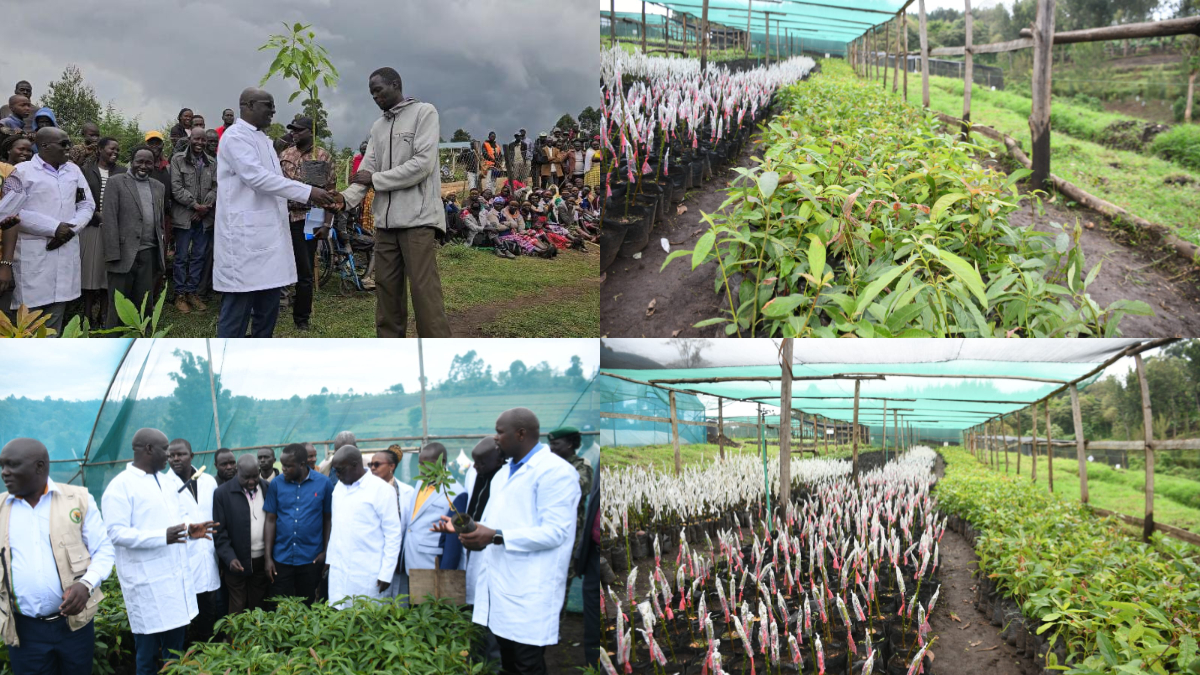 West Pokot County rolls out large-scale fruit tree seedlings distribution program to boost agriculture and improve livelihoods
