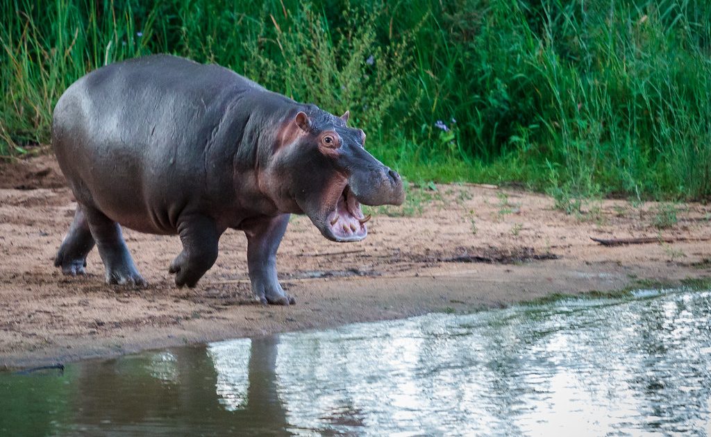 Panic grips Homa Bay village as hippos invade farms overnight