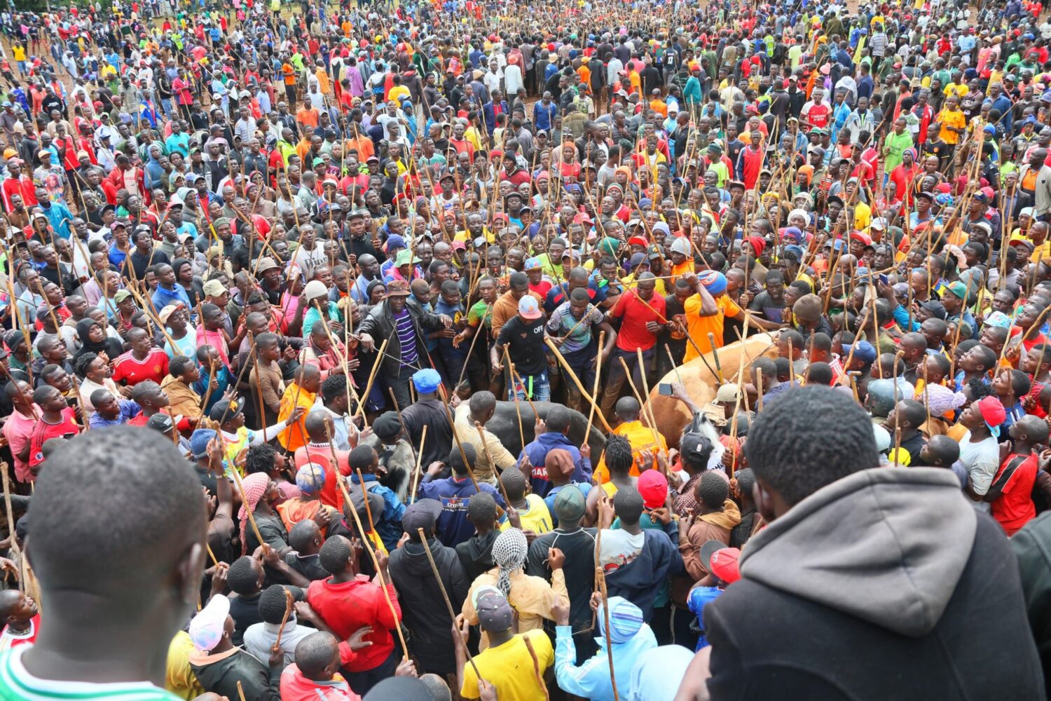 Bullfighting tradition to find new life in Kakamega’s Premier League