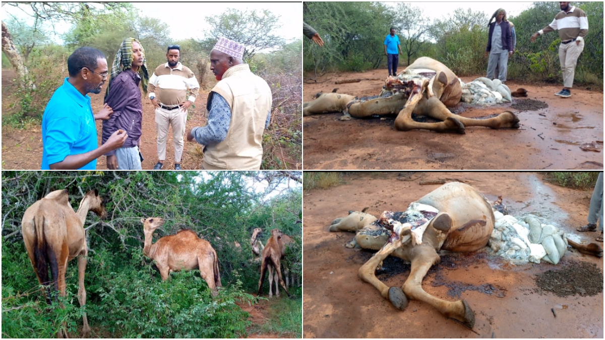 Seven camels killed, KSh1.9M down the drain: Distressed Voi family counting losses