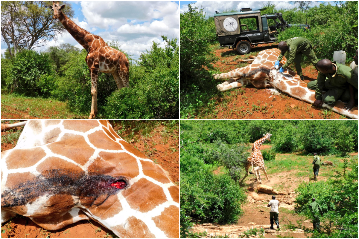 KWS rescues, treats giraffe with maggot-infested wound at Meru National Park