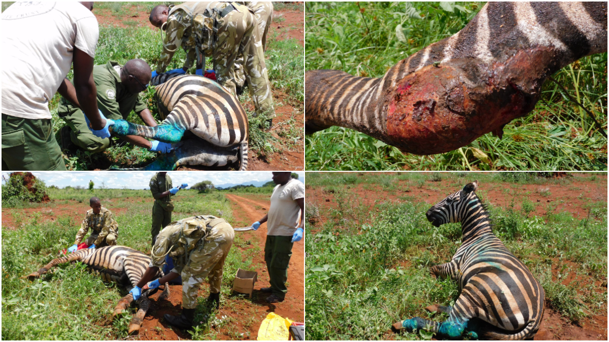 KWS rescues distressed zebra with deep wound at Meru National Park