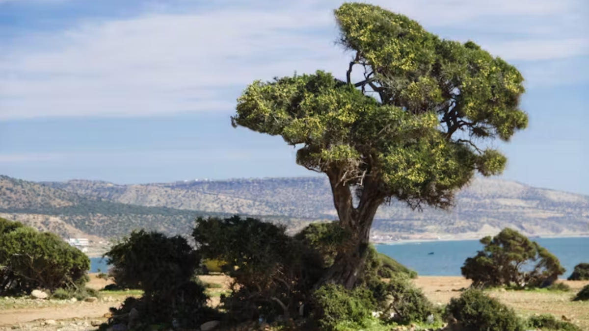Discovering the forest wonders of Africa – and the threats they face