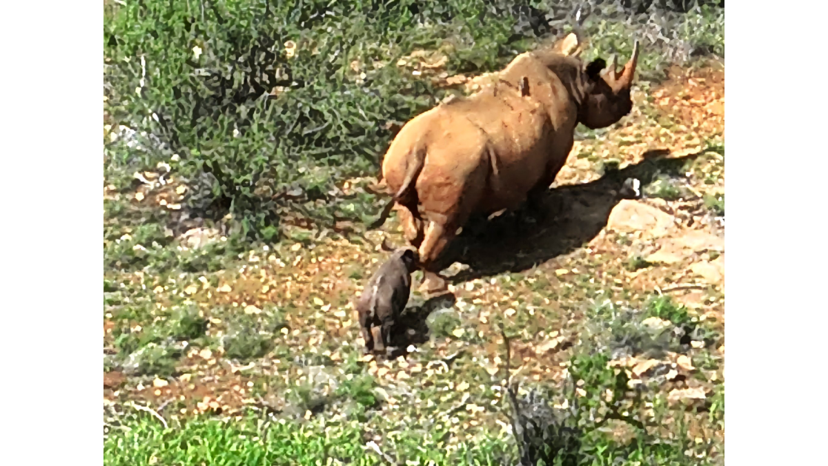 Thrilled KWS announces birth of a black rhino at Sera Community Sanctuary