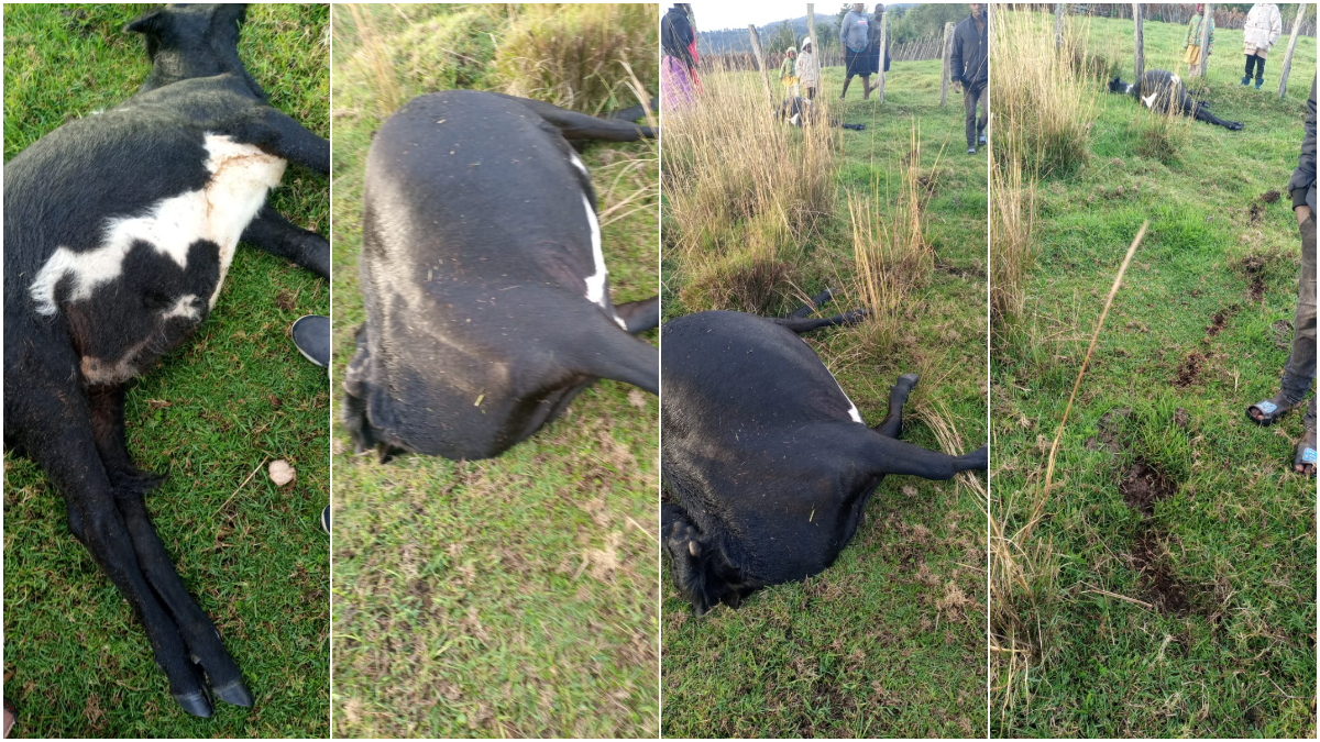 “They were my only source of livelihood”- Two cows killed in lightning strike
