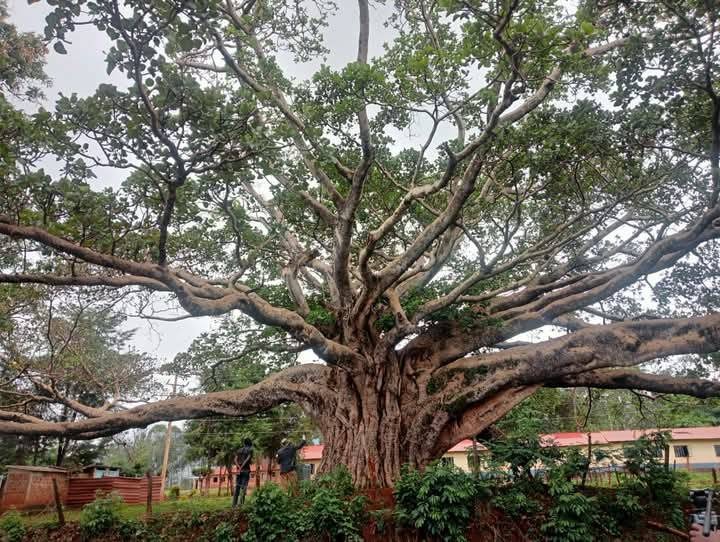 The tree that won’t fall: Popular fig tree dividing the Mountain