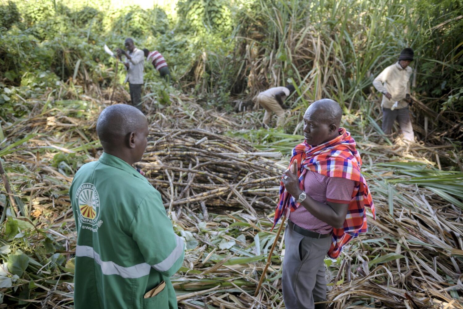Good news for farmers as sugarcane prices increase to KSh5,500 per tonne