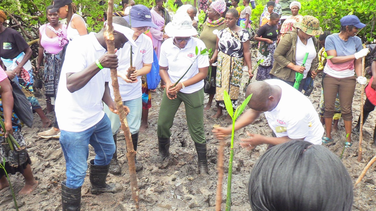 KOIKA alumni Kenya President Angela Mukiri planting mangrove at Mida creek in Sita area during a mangrove planting exercise.