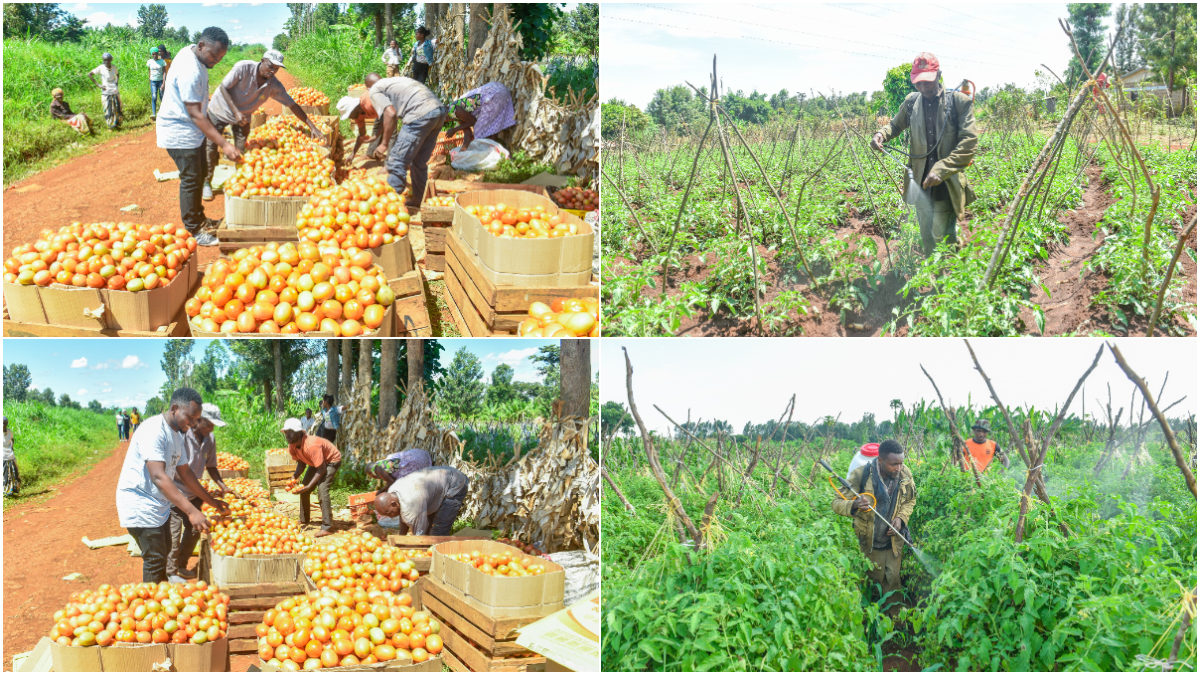 Kirinyaga farmers sensitized on safe use of agrochemicals to enhance food quality and safety
