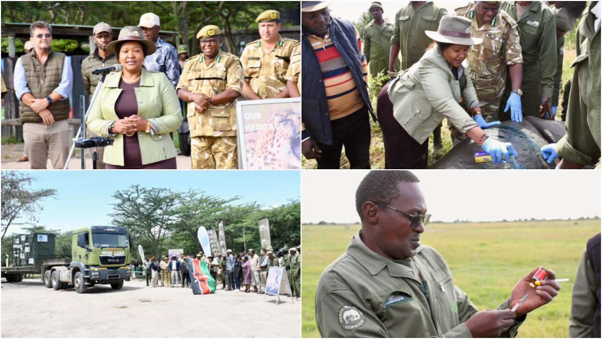 How KWS will translocate 21 critically endangered black rhinos in 18 days