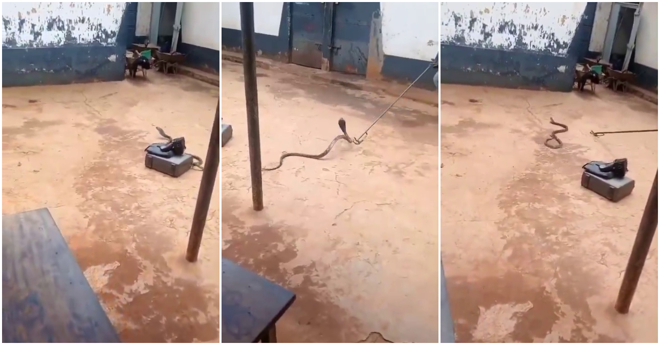 Pastor nabbed crossing into Uganda with 5-meter live python
