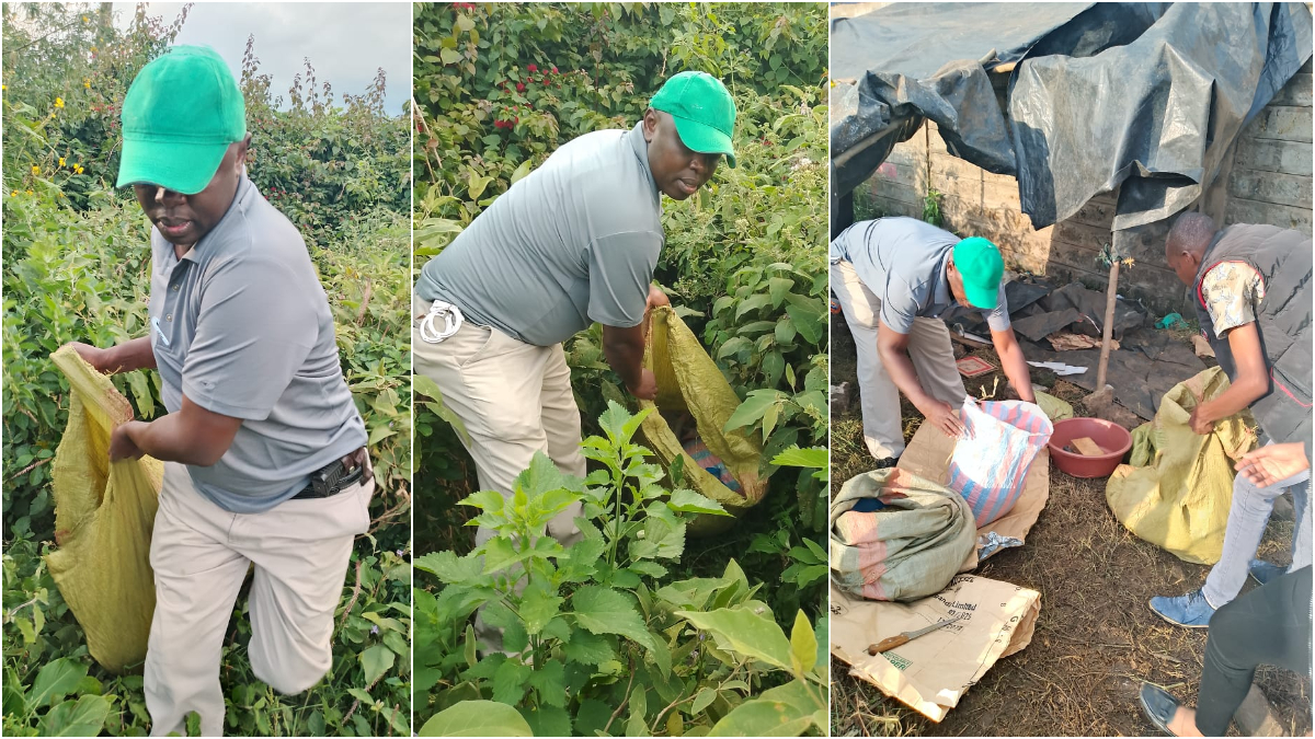 Drama as NACADA officers seize bhang in Dagoretti; irked bhang smokers try to attack them