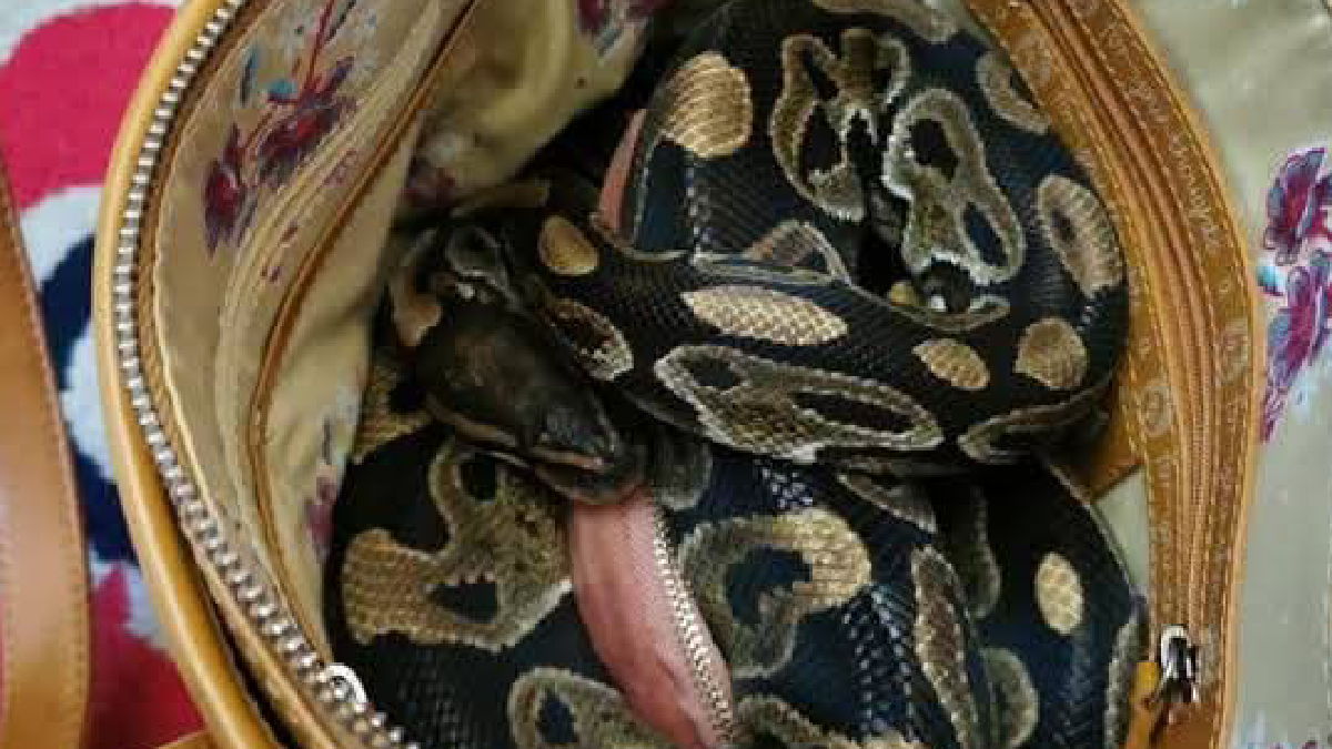 Pastor nabbed crossing into Uganda with 5-meter live python