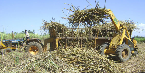 Sugarcane farmers and workers’ unions pledge to support the leasing of four sugar factories