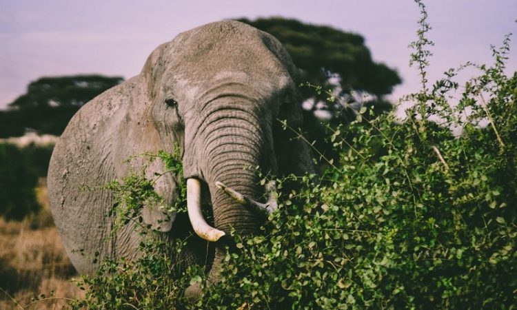 KWS returns 10 elephants into Tsavo East National park