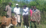 One killed in deadly Nyakach cattle raid; police recover stolen livestock