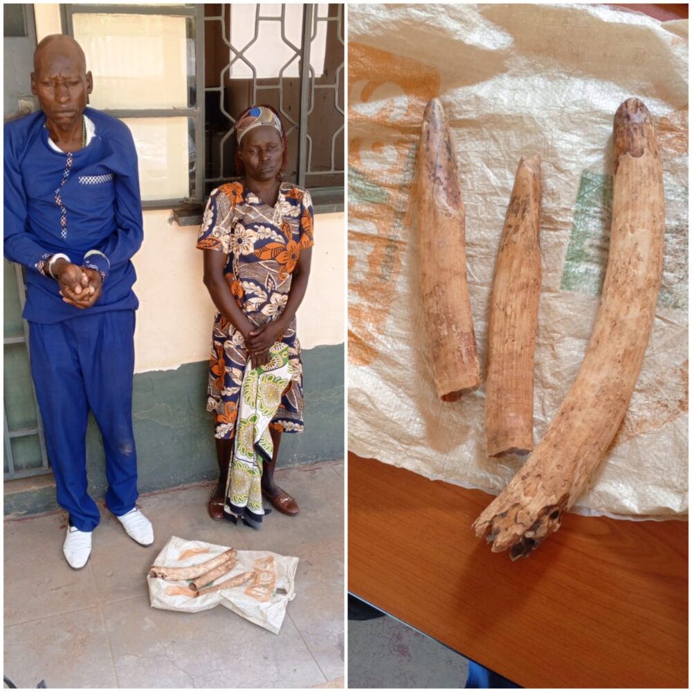 2 suspects arrested after being found with 3 elephant tusks in Mwingi