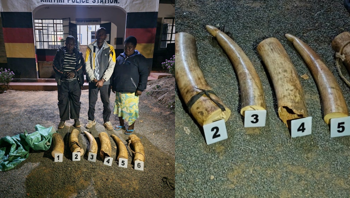 Multi-agency operations lead to major Elephant Tusk seizures in Embu and Meru
