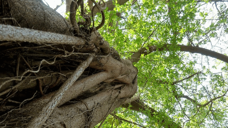 Kikuyu elders offer guidance after sacred Mugumo tree falls in Nyahururu