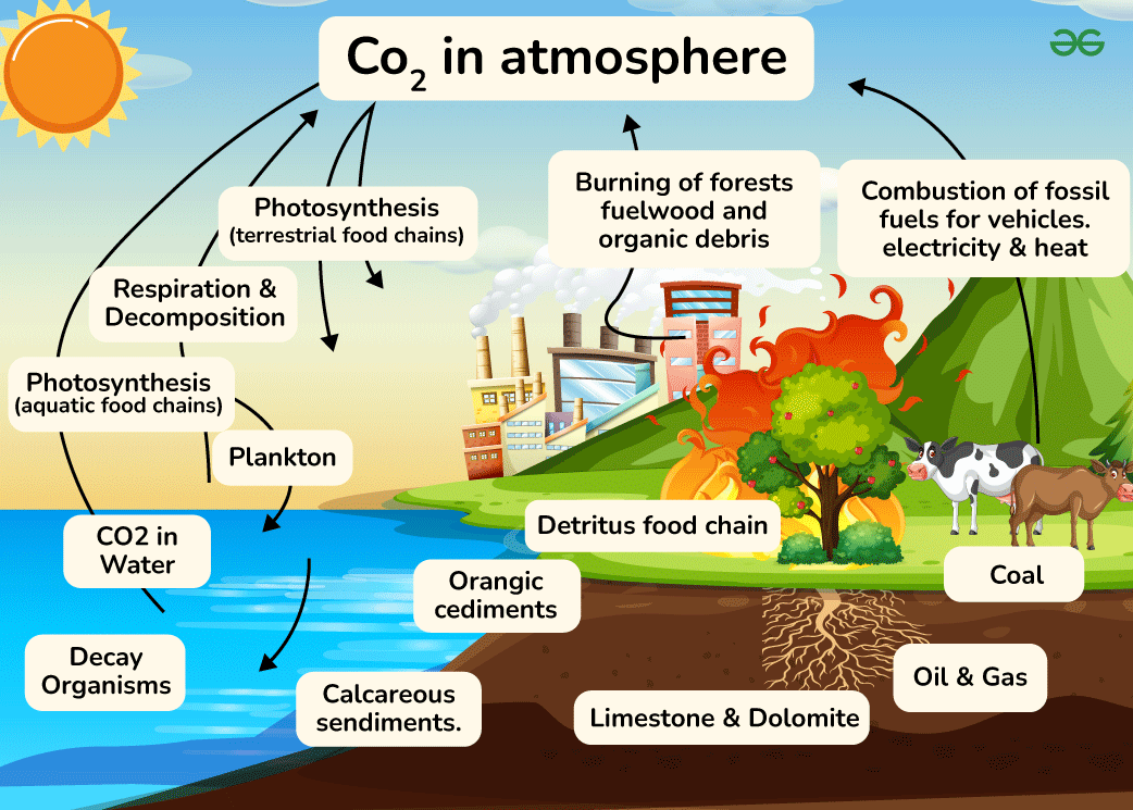 Carbon markets explained