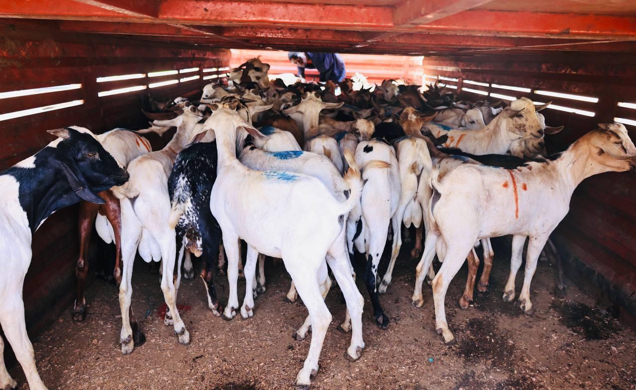 Sakaja donates hundreds of goats to Muslim community for Eid al-Adha celebrations