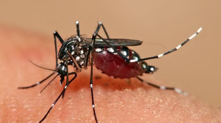 Health alert: Chikungunya hits Mombasa County