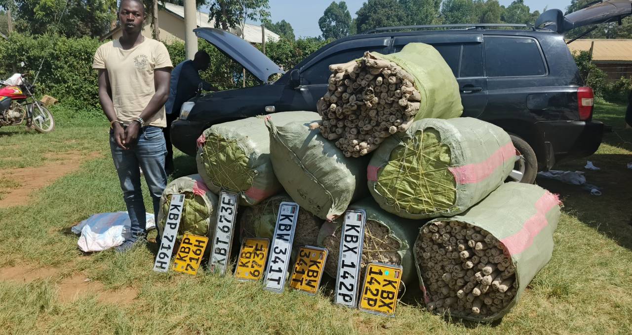 Drug trafficker arrested, bhang worth over KSh 13 million seized