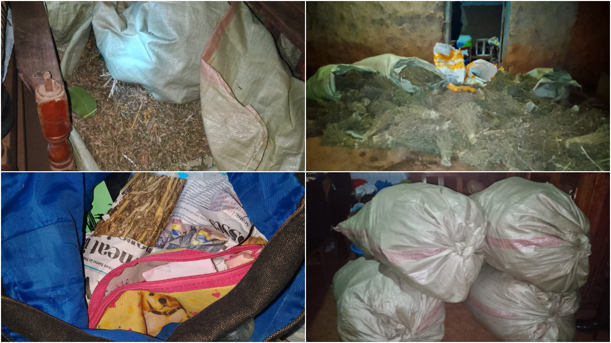 Bhang valued at over KSh3 million seized during NACADA-led operation in Kitale